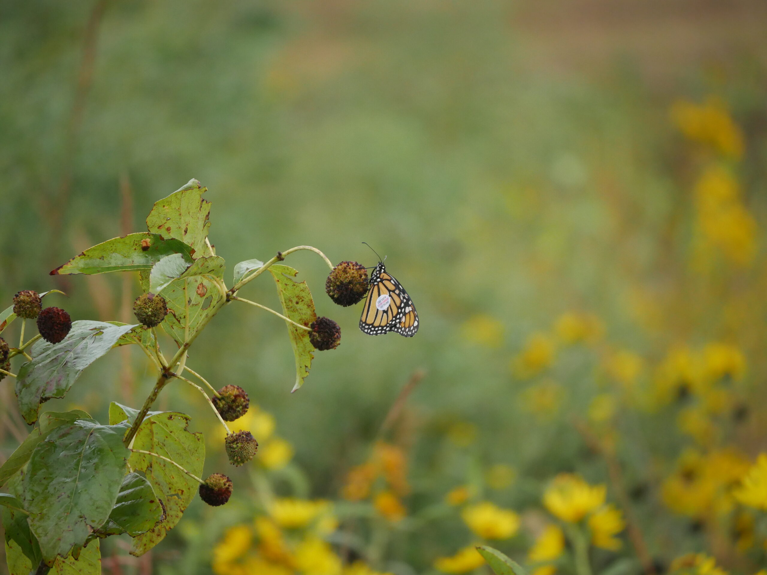 Monarch Watch to host fall open house this weekend, tagging event coming up